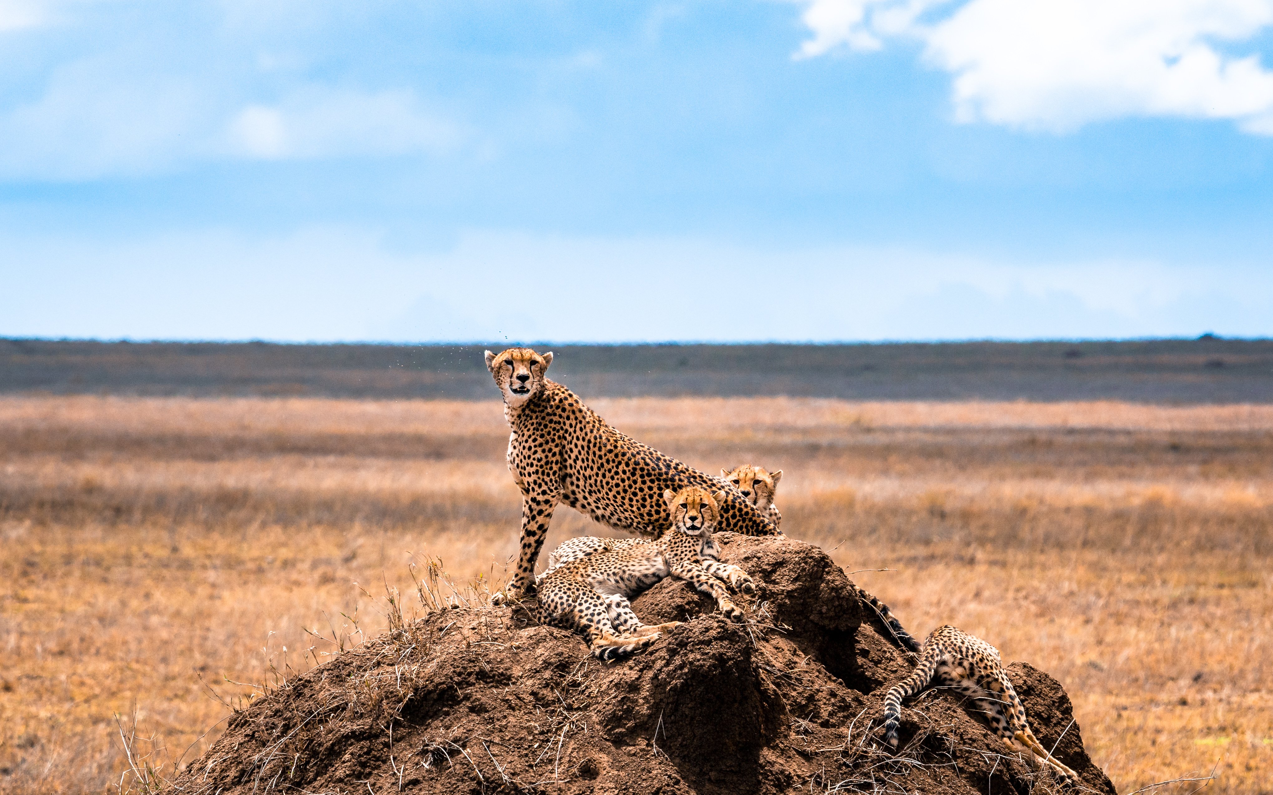 Serengeti National Park,  Africa,  Tanzania. 