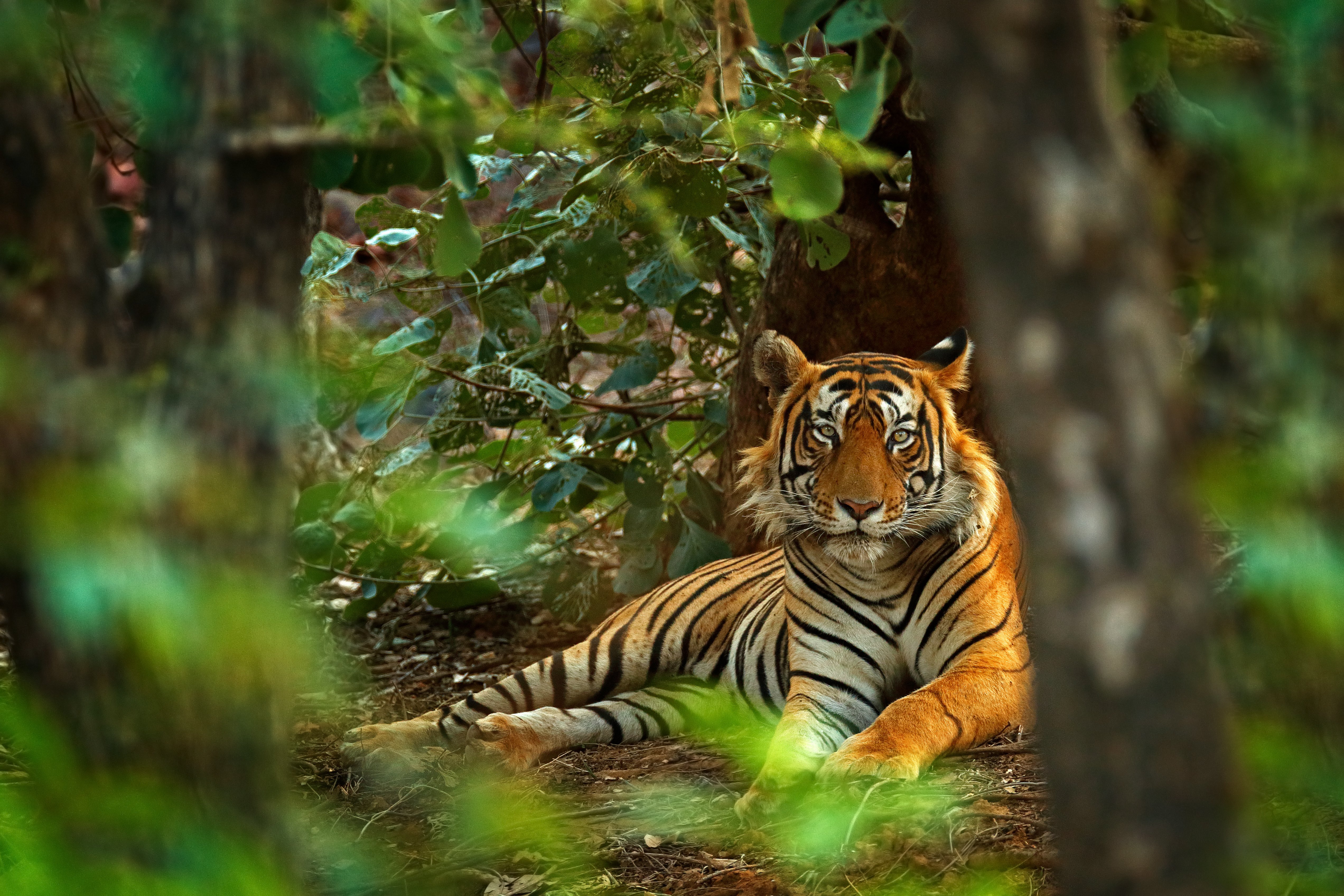 Ranthambore National Park